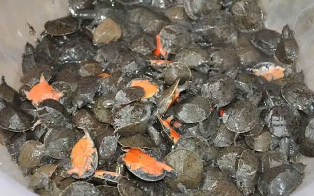 黄沙鳖出血病的症状及黄沙鳖出血病的防治方法