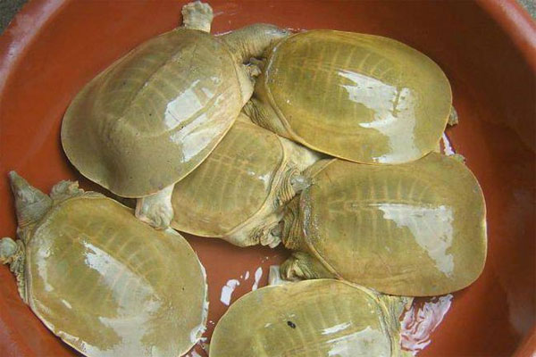 黄沙鳖养殖技术之黄沙鳖最爱吃什么食物?