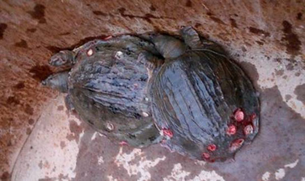 黄沙鳖腐皮病的症状及治疗方法