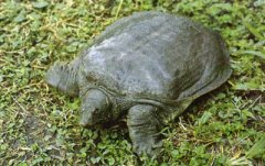 鳖得了出血病怎么办，鳖出血病如何防治?
