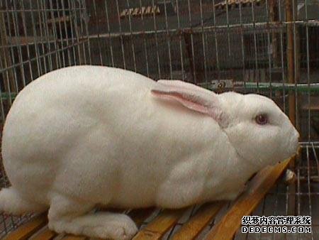 养殖獭兔得了兔瘟怎么办？