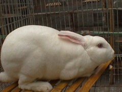 养殖獭兔得了兔瘟怎么办？