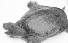 防鳖肝病有诀窍 鳖肝病是一种难治、复杂的综合性疾病