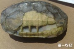 乌龟烂甲怎么办？乌龟烂甲腐甲治疗方法