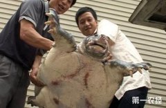 甲鱼脖子病的防治方法