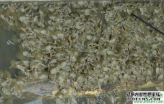 山瑞鳖与黄沙鳖哪个养殖前景更好 效益更高