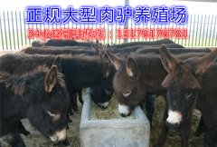 山东肉驴养殖场的养殖前景分析