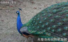 蓝孔雀吃什么，蓝孔雀饲料配方