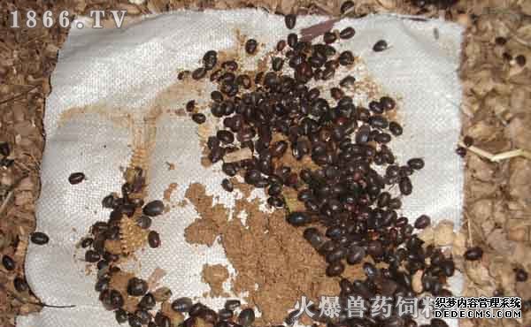     缩短土元生长周期的饲料新配方