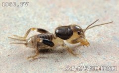 蝼蛄吃什么