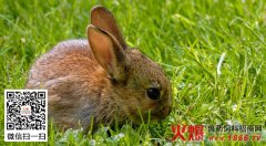 浅谈兔弓形病的症状、治疗及预防措施介绍（图）