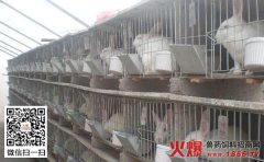 獭兔怎样配种，獭兔配种技术