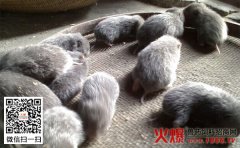 竹鼠养殖前景，竹鼠养殖效益