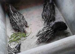 豪猪养殖－特种豪猪的引种与驯化技术