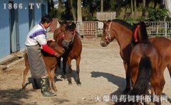 南方适合养马吗，南方适合养什么马