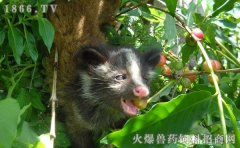 果子狸养殖前景，果子狸养殖效益分析