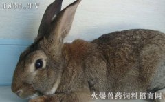家兔常见病的防治方法