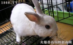 怀孕母兔的饲养管理技术