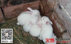 獭兔如何养殖，獭兔养殖技术