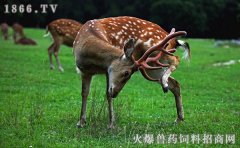 梅花鹿鹿茸功效与作用