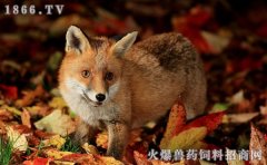 养狐狸赚钱吗，养殖狐狸前景