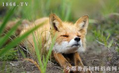 宠物狐狸好养吗，宠物狐狸图片