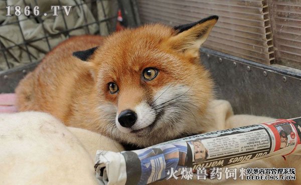     宠物狐狸好养吗