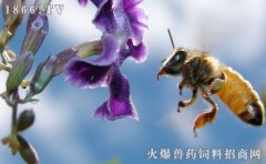 蜜蜂有哪些品种，蜜蜂品种