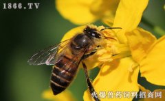 中华蜜蜂养殖技术