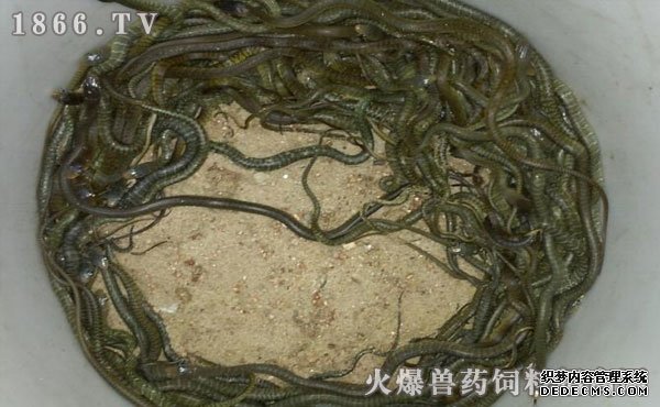     水律蛇养殖管理