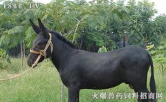 肉驴多少钱一斤，肉驴价格