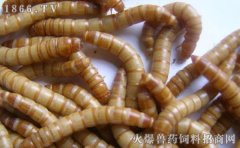 大麦虫吃什么，大麦虫饲料配方