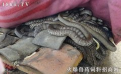 水律蛇养殖成本，水律蛇养殖前景