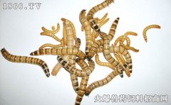 大麦虫好养吗，大麦虫怎么养