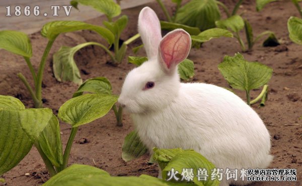     母兔配种技术