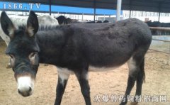 肉驴什么品种好，肉驴品种