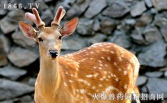 梅花鹿养殖前景