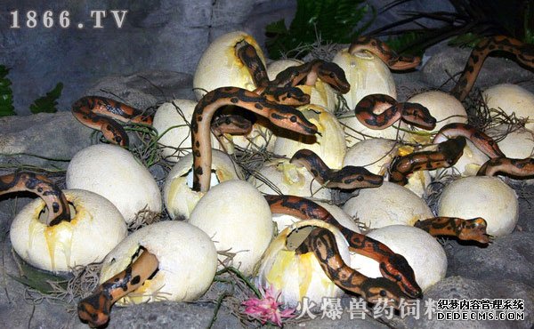 蛇蛋怎么孵化