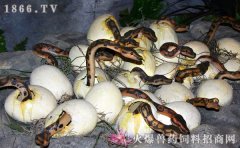 蛇蛋怎么孵化