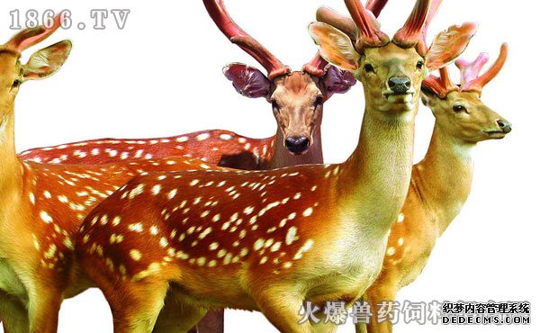     梅花鹿养殖赚钱吗