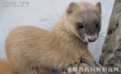 黄鼠狼有多大，黄鼠狼图片