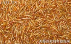 大麦虫养殖技术
