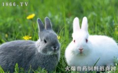 兔子可以近亲繁殖吗，兔子繁殖管理