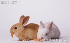 兔子脱毛怎么办，兔子脱毛用什么药