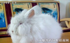 长毛兔繁殖技术