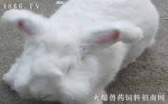 长毛兔吃什么，长毛兔饲料