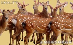梅花鹿的营养价值、功效和作用