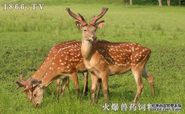     梅花鹿介绍