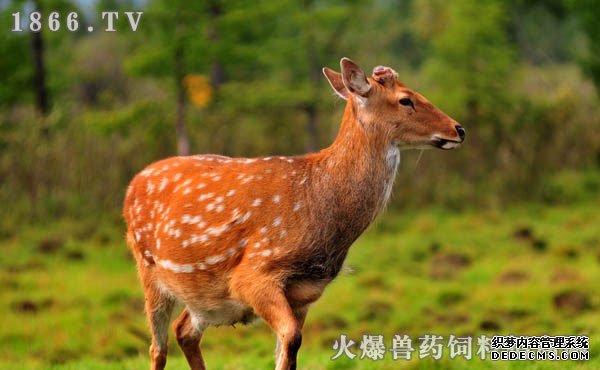 马鹿