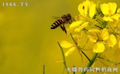 蜜蜂好养吗，养蜜蜂的方法
